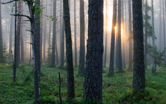 ΠΡΟΣΤΑΣΙΑ ΔΑΣΩΝ