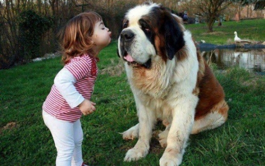 Ζώα στη ζωή του παιδιού